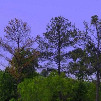 梅露可物语破解版下载